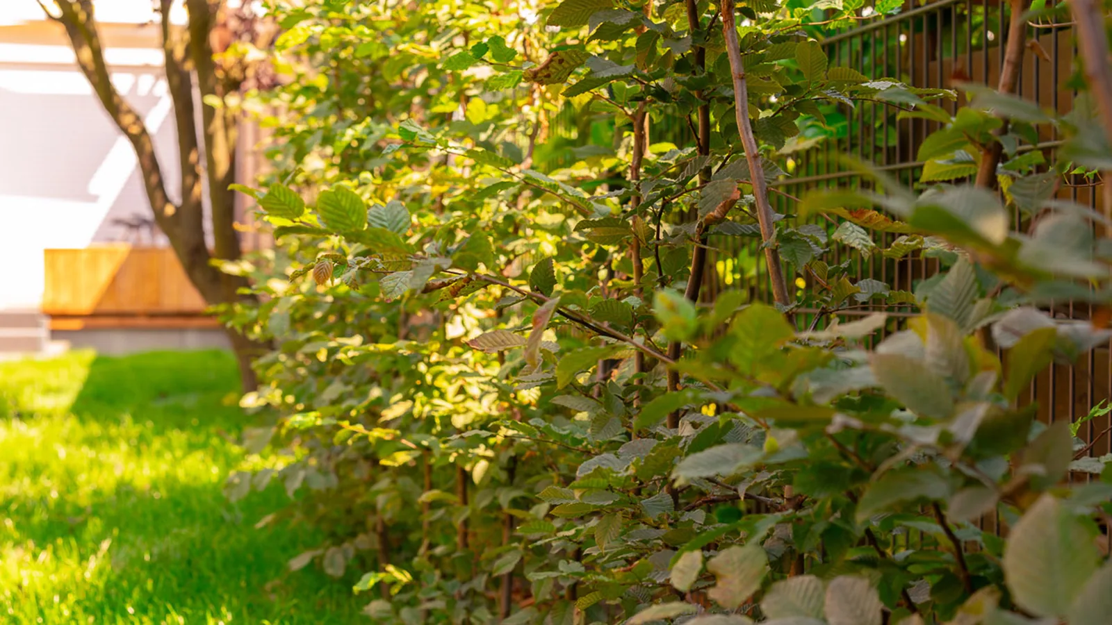 Münster: Gepflegte, dicht geschnittene Hainbuchenhecke entlang eines Zauns