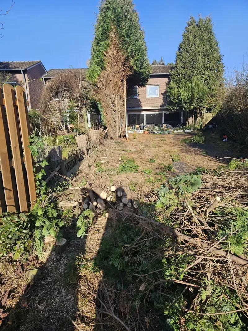 Hohe Restbäume werden gefällt, Münster