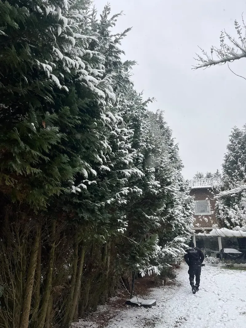 6 Meter hohe Hecke vor der Rodung, Münster